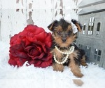 Small Photo #4 Australian Yorkshire Terrier Puppy For Sale in HONEY BROOK, PA, USA