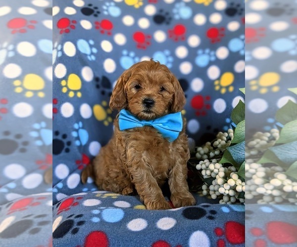 Medium Photo #1 Cavapoo Puppy For Sale in CHRISTIANA, PA, USA