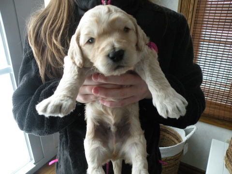 Medium Photo #1 Goldendoodle Puppy For Sale in NASHPORT, OH, USA