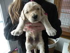 Small Photo #1 Goldendoodle Puppy For Sale in NASHPORT, OH, USA