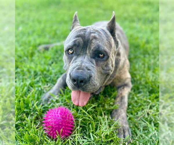 Medium Photo #2 Mastiff-Unknown Mix Puppy For Sale in Riverside, CA, USA