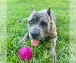 Small #1 Mastiff Mix
