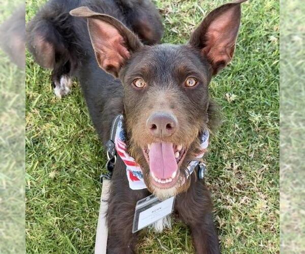Medium Photo #17 Wirehaired Pointing Poodle Puppy For Sale in San Diego, CA, USA