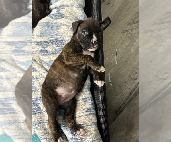 Medium Photo #9 Boxer Puppy For Sale in RALEIGH, NC, USA