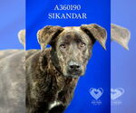 Small #1 Plott Hound Mix