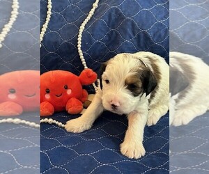 Medium Bernedoodle (Miniature)