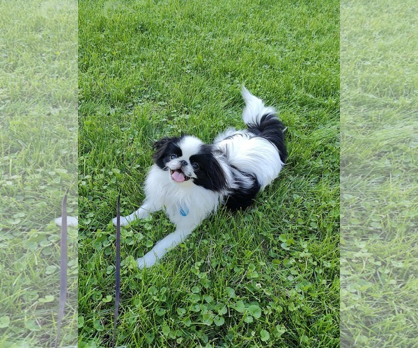Medium Photo #2 Japanese Chin Puppy For Sale in St. Louis Park, MN, USA