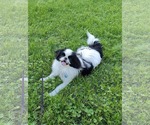 Small #1 Japanese Chin