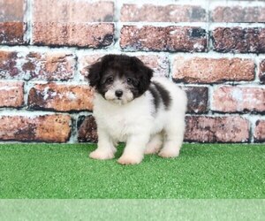 Poodle (Miniature) Puppy for sale in BEL AIR, MD, USA