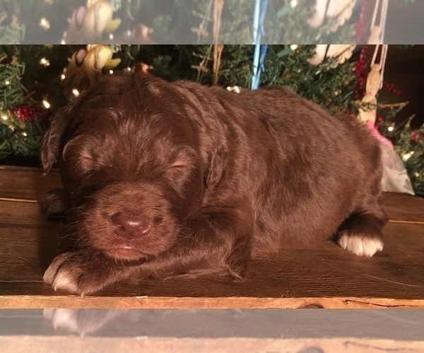 Medium Photo #2 F2 Aussiedoodle Puppy For Sale in ARBA, IN, USA