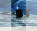 Small #5 German Shepherd Dog