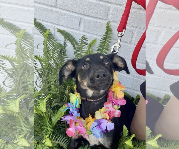 Medium Photo #9 Rat Terrier-Unknown Mix Puppy For Sale in Mount Laurel, NJ, USA