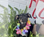 Small #8 Rat Terrier Mix