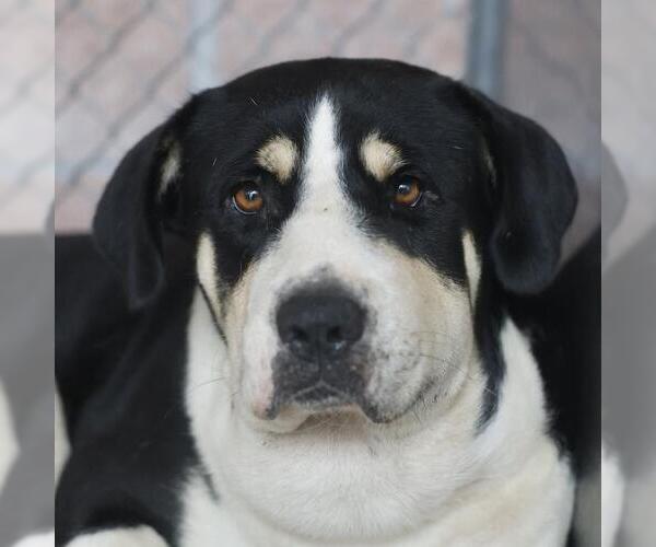Medium Photo #1 Bernese Mountain Dog-Unknown Mix Puppy For Sale in San Antonio, TX, USA
