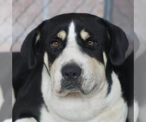 Bernese Mountain Dog-Unknown Mix Dogs for adoption in San Antonio, TX, USA