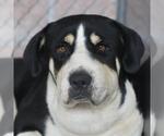 Small Bernese Mountain Dog Mix