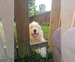 Anatolian Pyrenees Dogs for adoption in Foristell, MO, USA