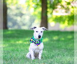 Small Photo #6 Mutt Puppy For Sale in Unionville, PA, USA