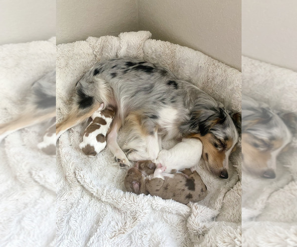 Medium Photo #3 Aussiedoodle Miniature  Puppy For Sale in NEW BRAUNFELS, TX, USA
