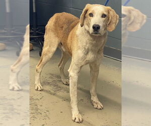 Treeing Walker Coonhound-Unknown Mix Dogs for adoption in Tallahassee, FL, USA