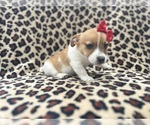 Small #4 Jack Russell Terrier