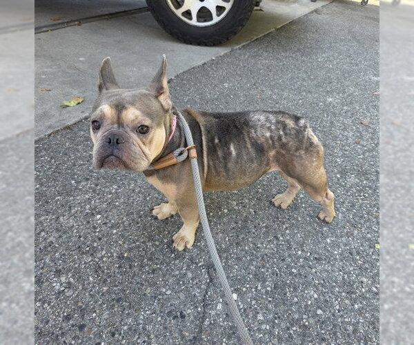 Medium Photo #1 French Bulldog Puppy For Sale in Long Beach, CA, USA