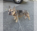 *BROOKLYN - Female French Bulldog Dog for Adoption - Small photo