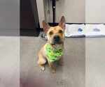 Small #1 Chinese Shar-Pei