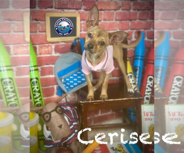 Medium Photo #7 Chihuahua Puppy For Sale in Arcadia, FL, USA