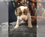 Small #2 American Bully