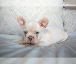 Puppy Jada French Bulldog