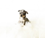Image preview for Ad Listing. Nickname: Maui
