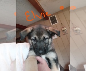 Alaskan Malamute-German Shepherd Dog Mix Puppy for sale in GRIFFITH, IN, USA