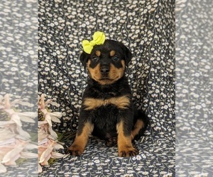 Rottweiler Puppy for Sale in QUARRYVILLE, Pennsylvania USA
