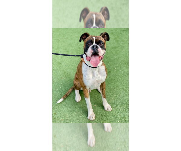 Medium Photo #1 Boxer Puppy For Sale in Austin, TX, USA