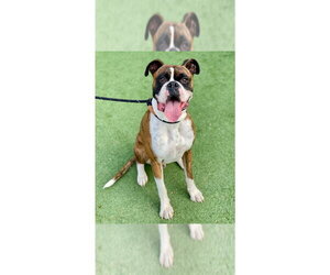 Boxer Dogs for adoption in Austin, TX, USA