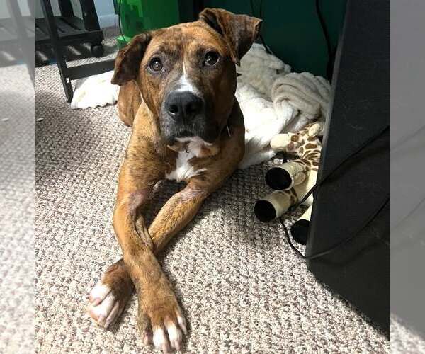Medium Photo #1 Mutt Puppy For Sale in Shelburne, VT, USA