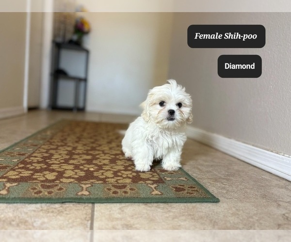 Medium Photo #1 ShihPoo Puppy For Sale in TUCSON, AZ, USA
