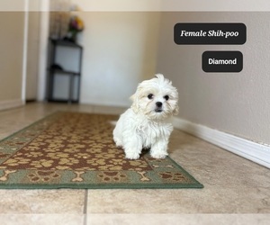 ShihPoo Puppy for sale in TUCSON, AZ, USA