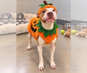 Bulldog-Unknown Mix Dogs for adoption in Westwood, NJ, USA