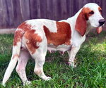 Small #4 Basset Hound