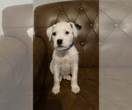 Small #2 Mutt