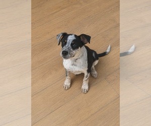 Mutt Dogs for adoption in Woodbury, NY, USA