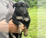 Small #8 Texas Heeler