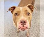 Small Staffordshire Bull Terrier Mix