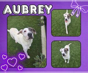American Pit Bull Terrier-Unknown Mix Dogs for adoption in Pearland, TX, USA
