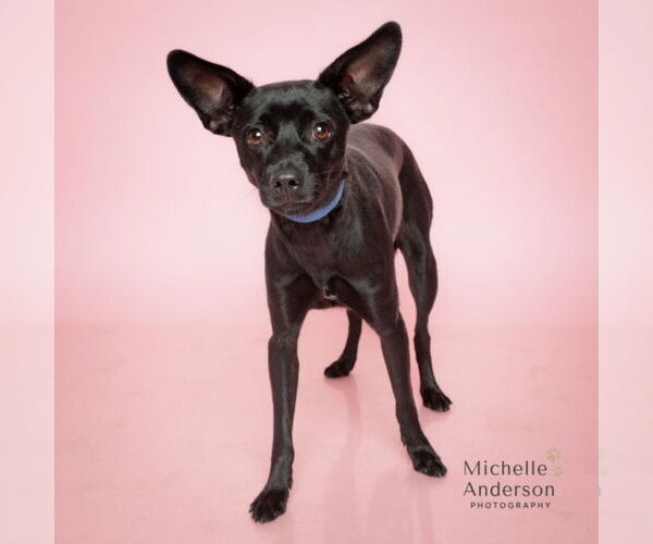 Medium Photo #2 Chiweenie Puppy For Sale in Corona, CA, USA