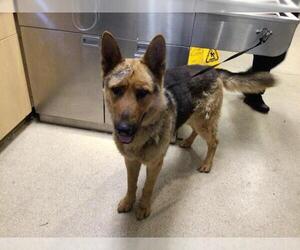 German Shepherd Dog Dogs for adoption in Riverside, CA, USA