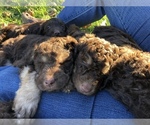 Small Photo #1 Labradoodle Puppy For Sale in OXFORD, PA, USA