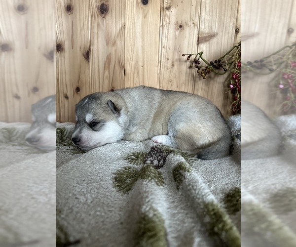 Medium Photo #4 Siberian Husky Puppy For Sale in STAPLES, MN, USA